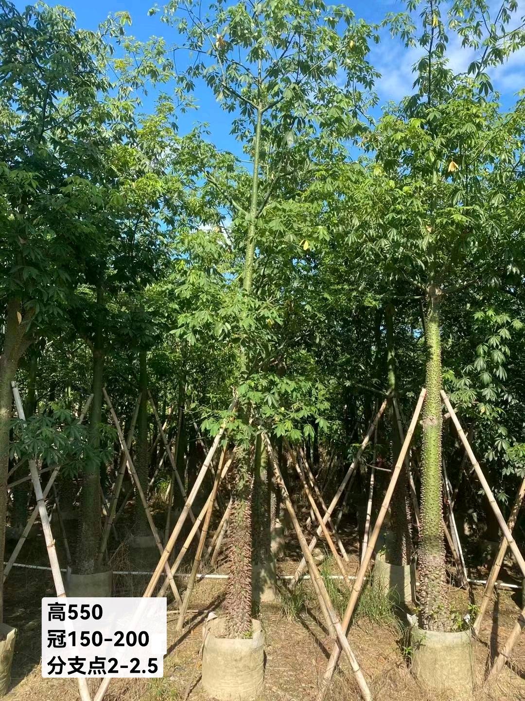 红枫