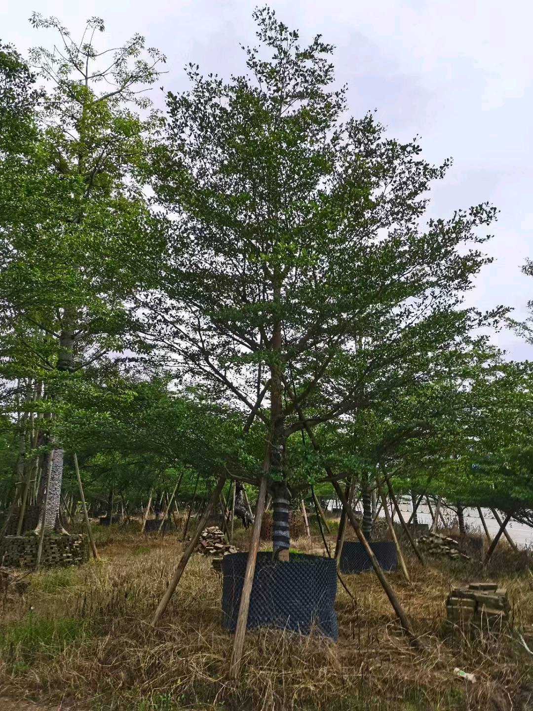 红枫