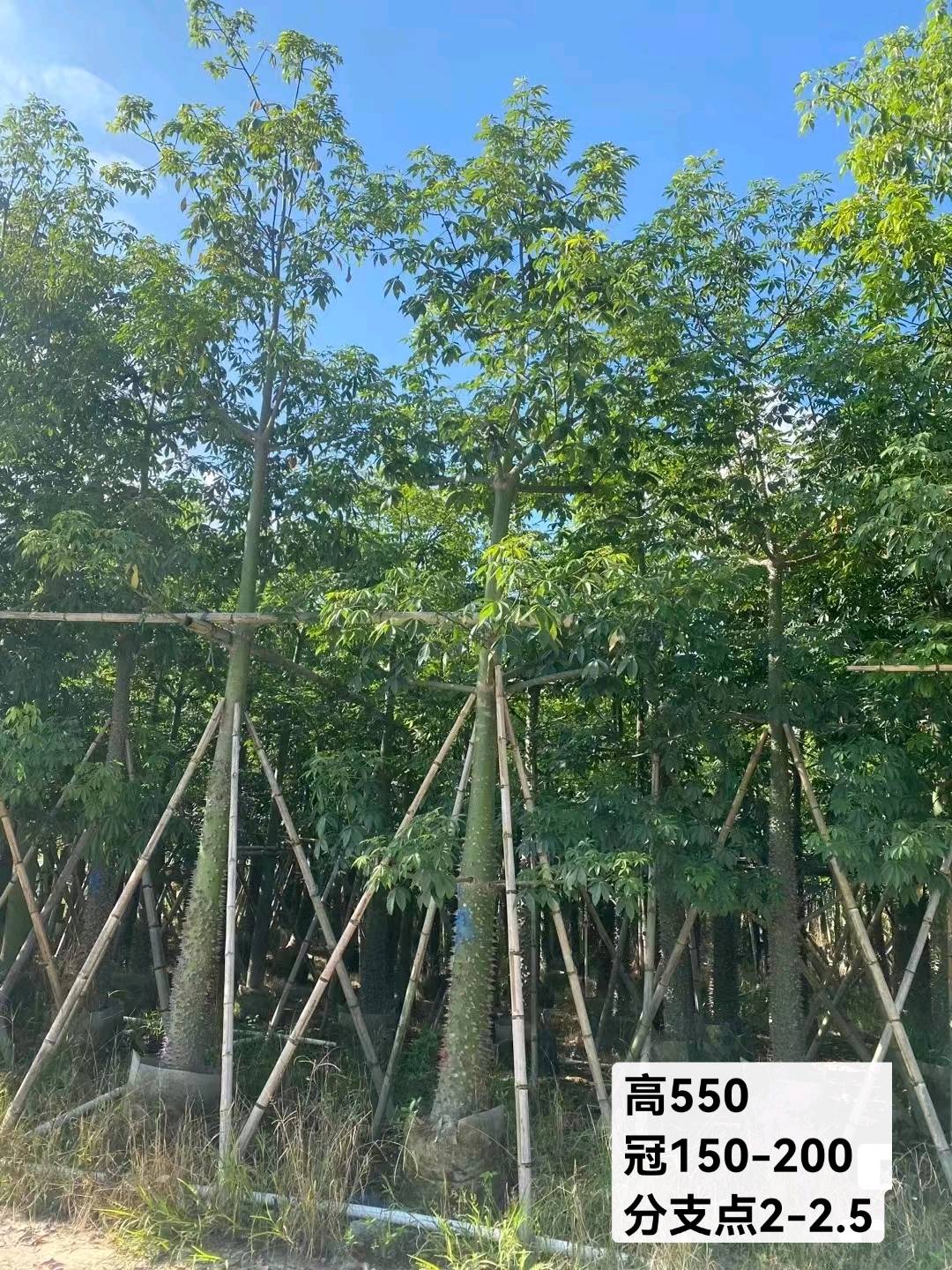红枫
