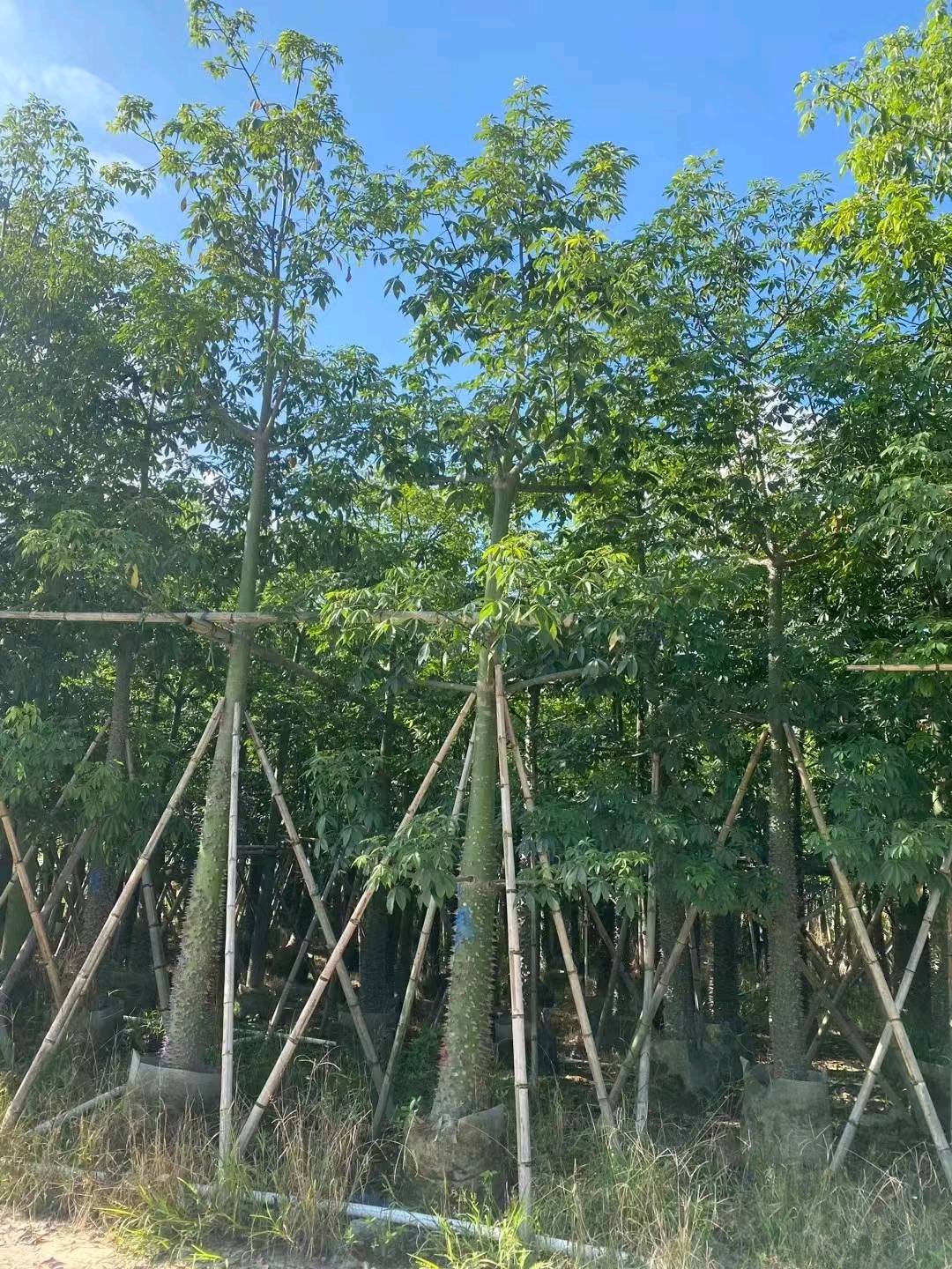 红枫
