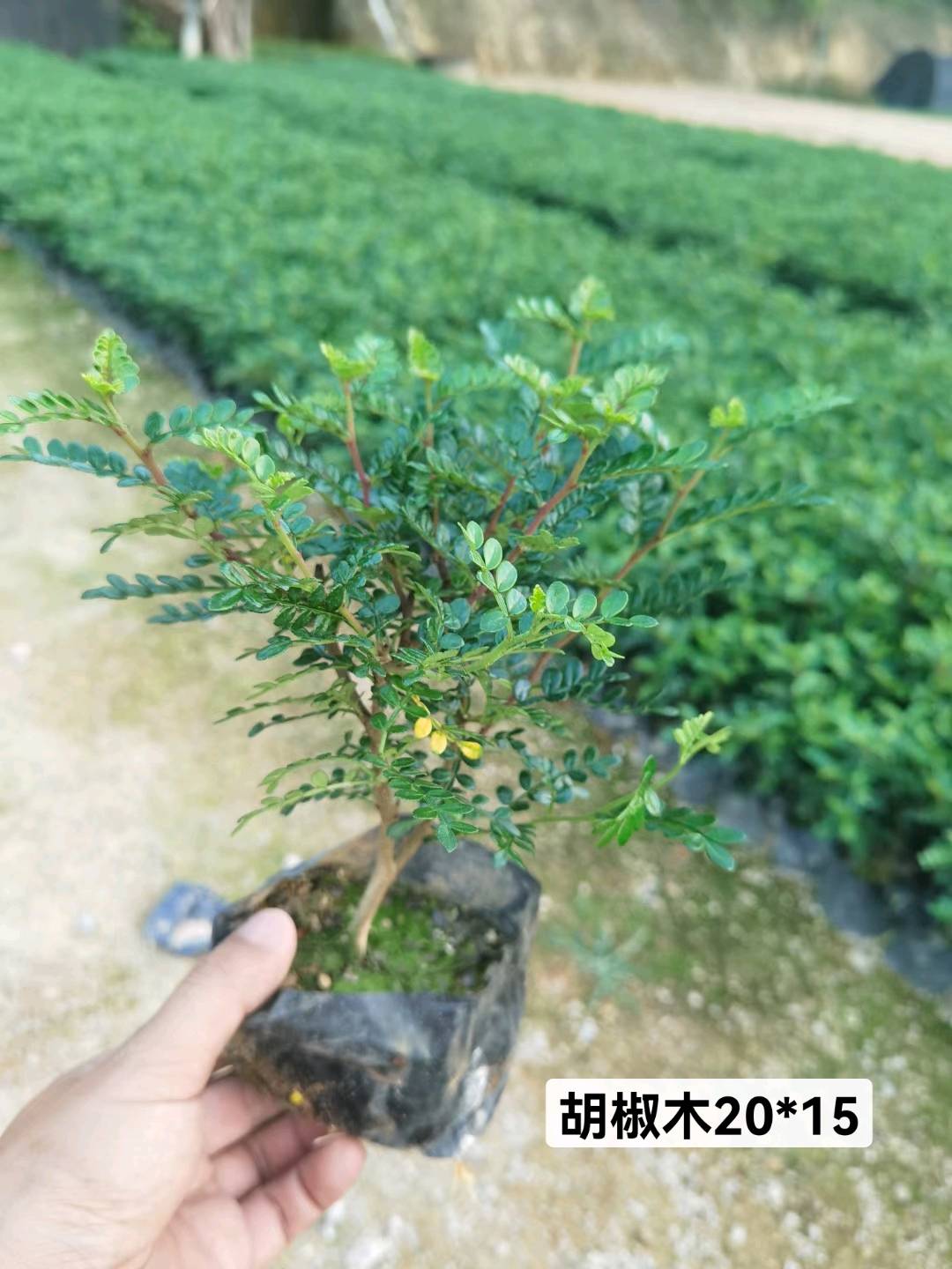 红鸡爪槭
