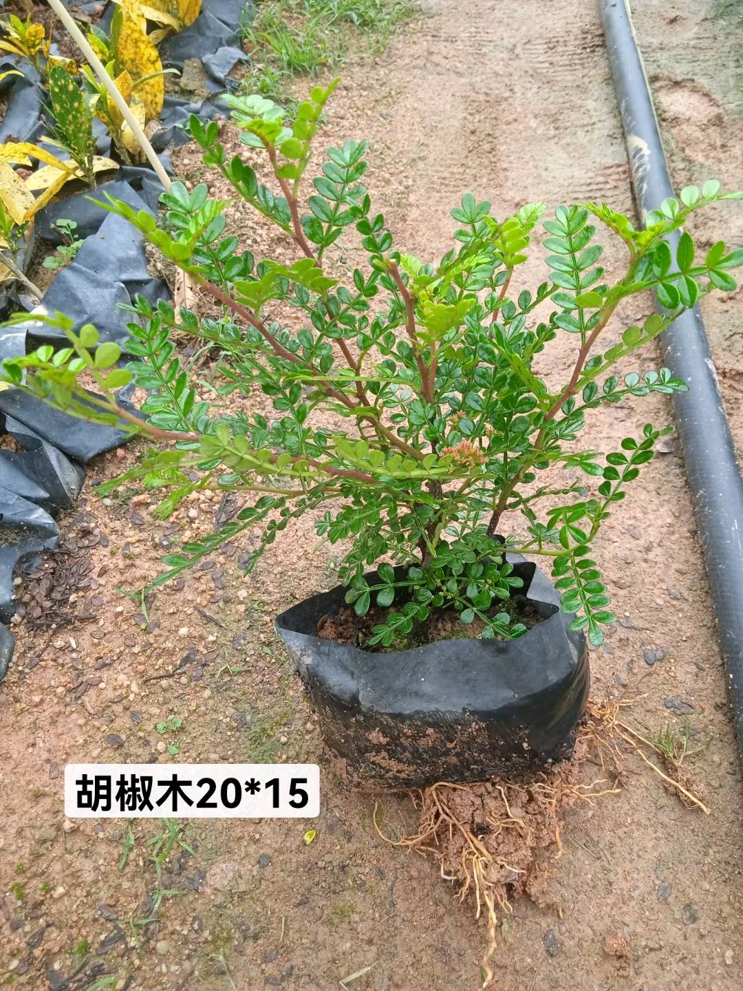 红鸡爪槭