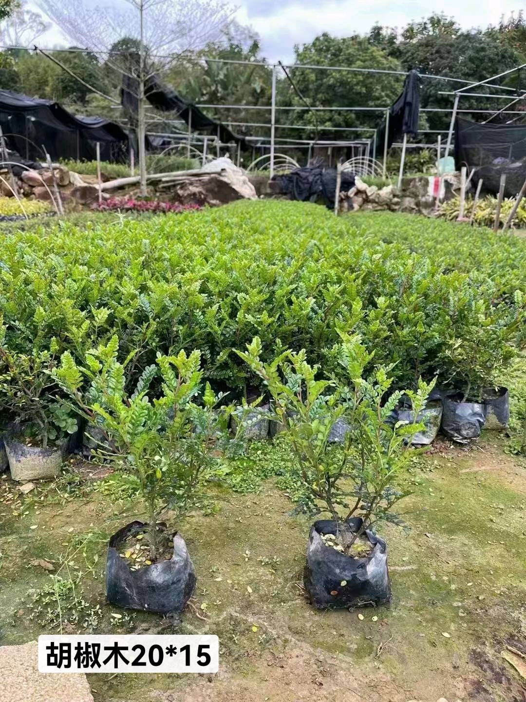红鸡爪槭