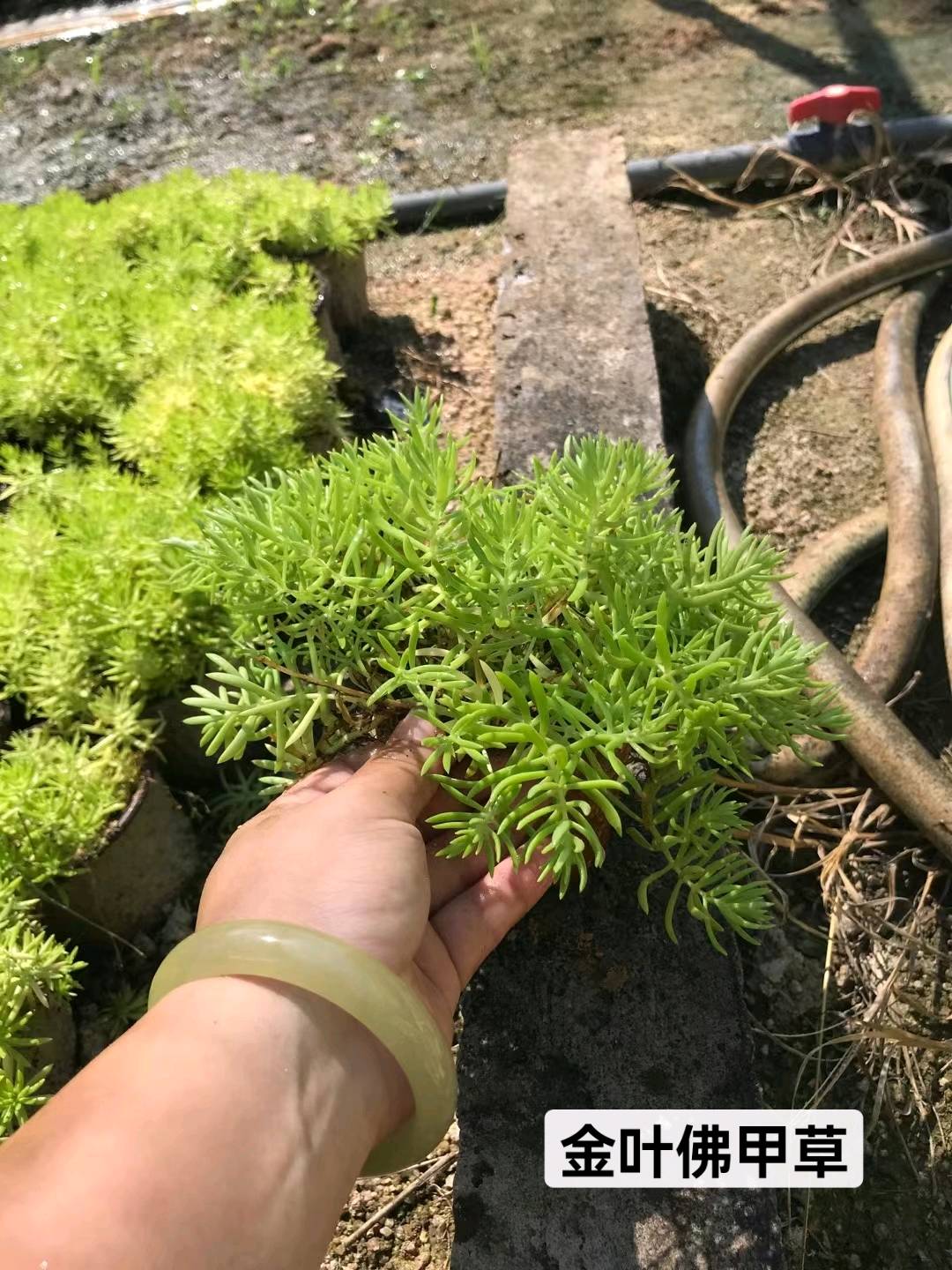 草皮
