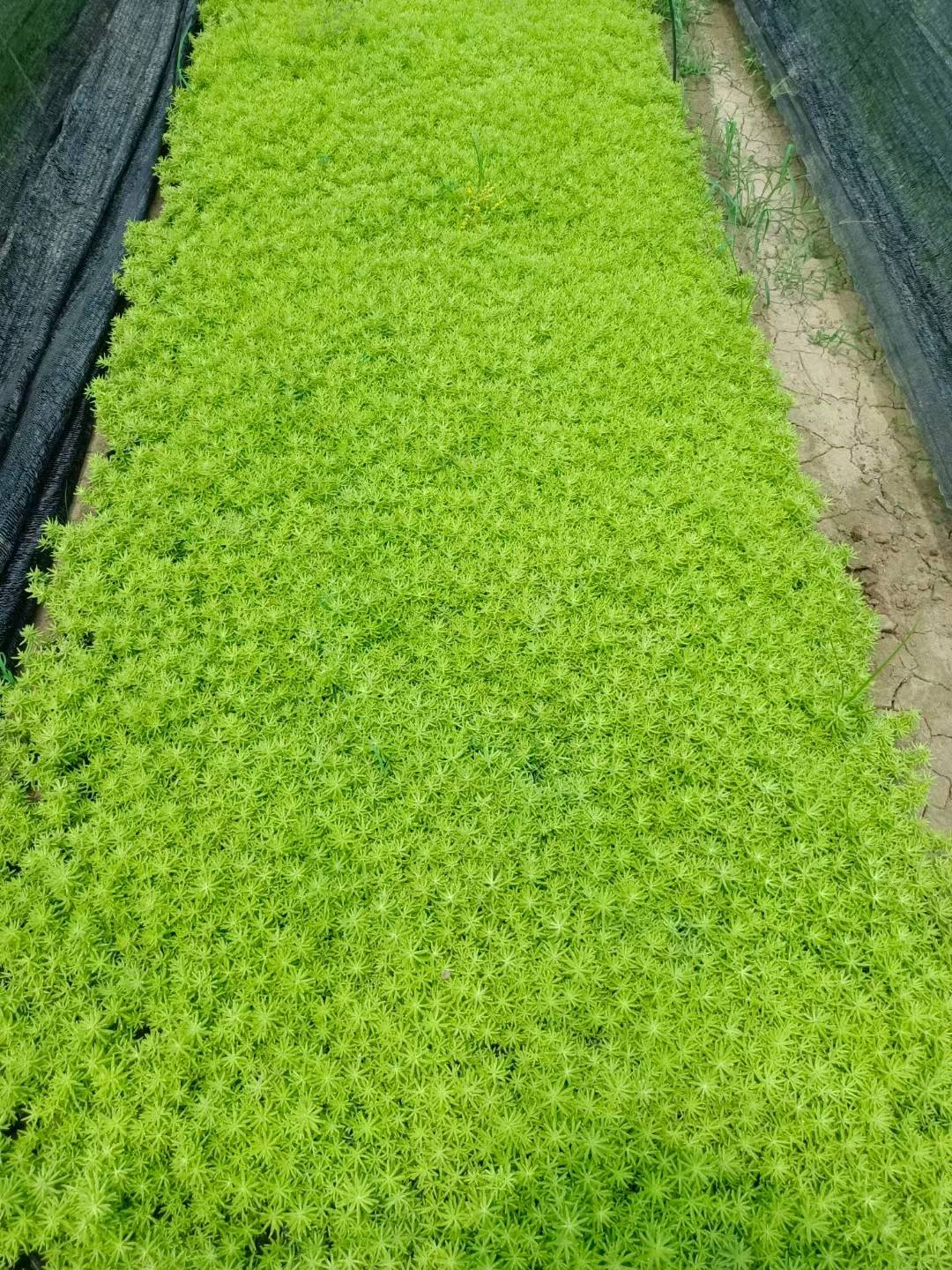 草皮