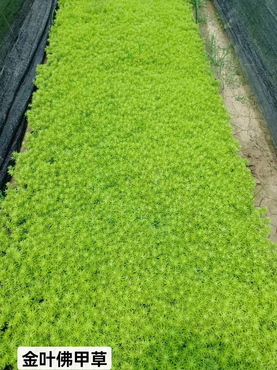 草皮