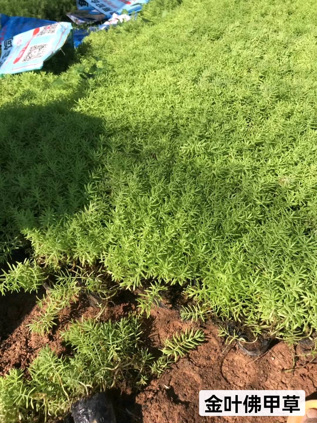 草皮