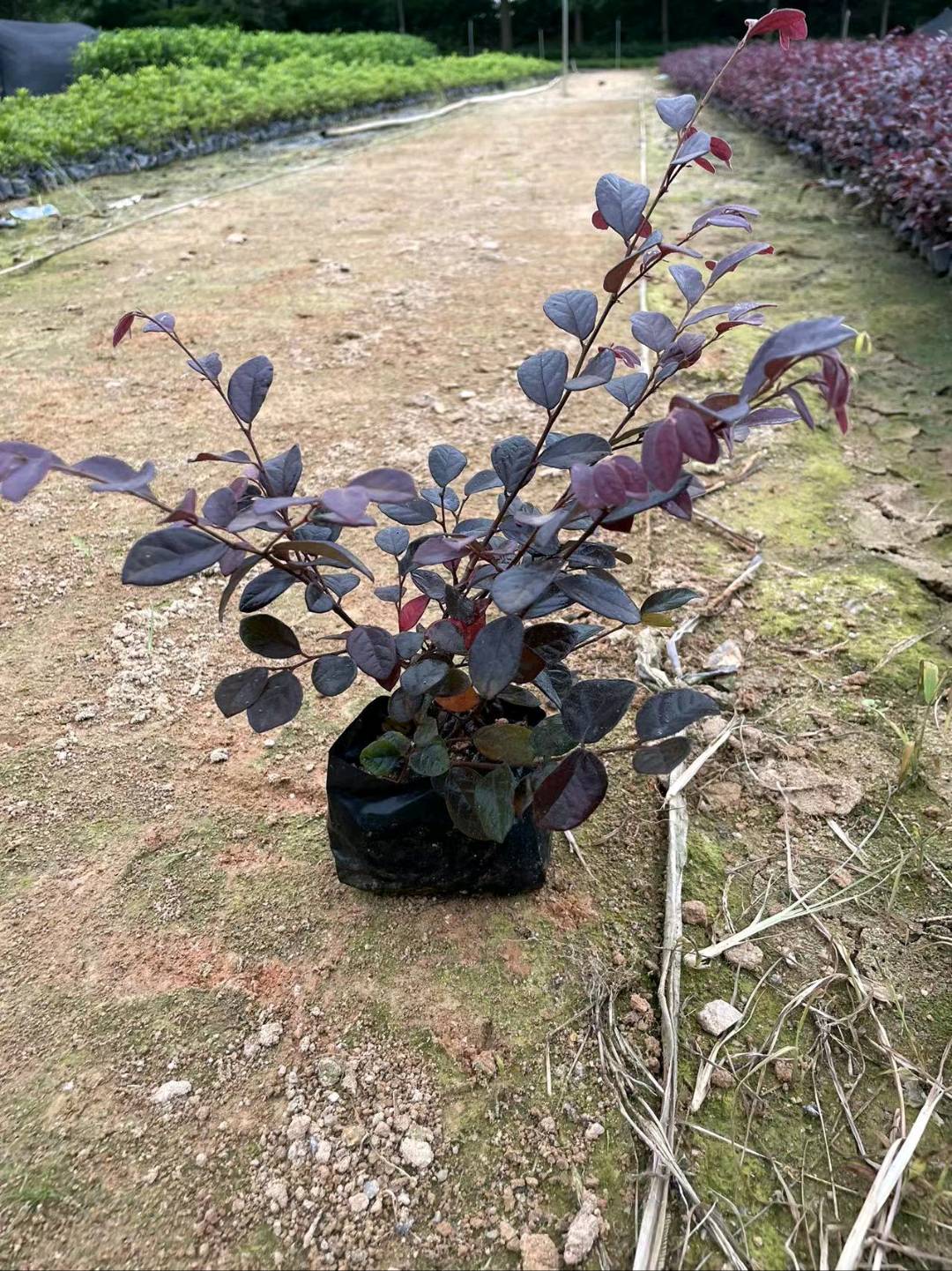 红花檵木
