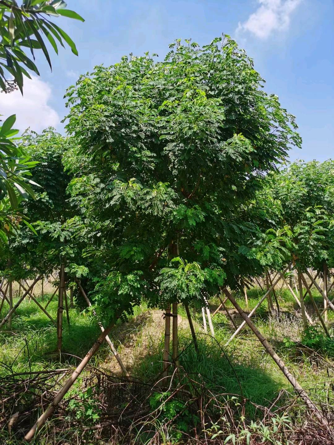 黄花槐