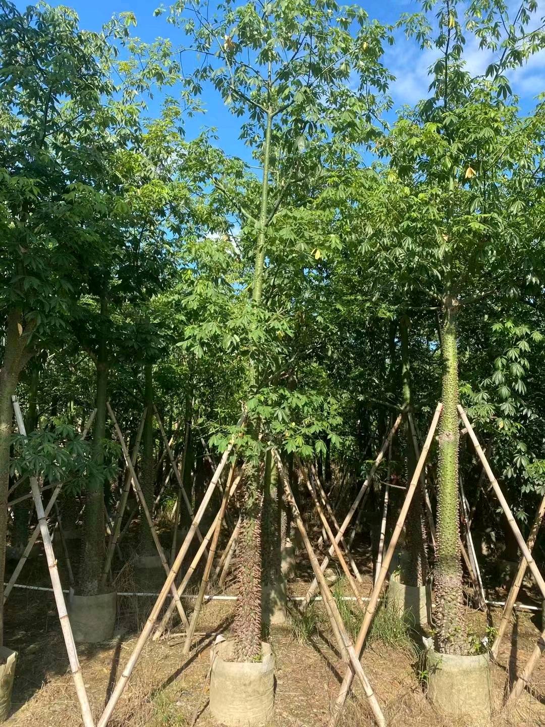 黄槿