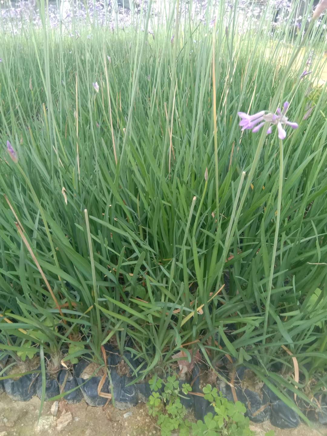 盆景