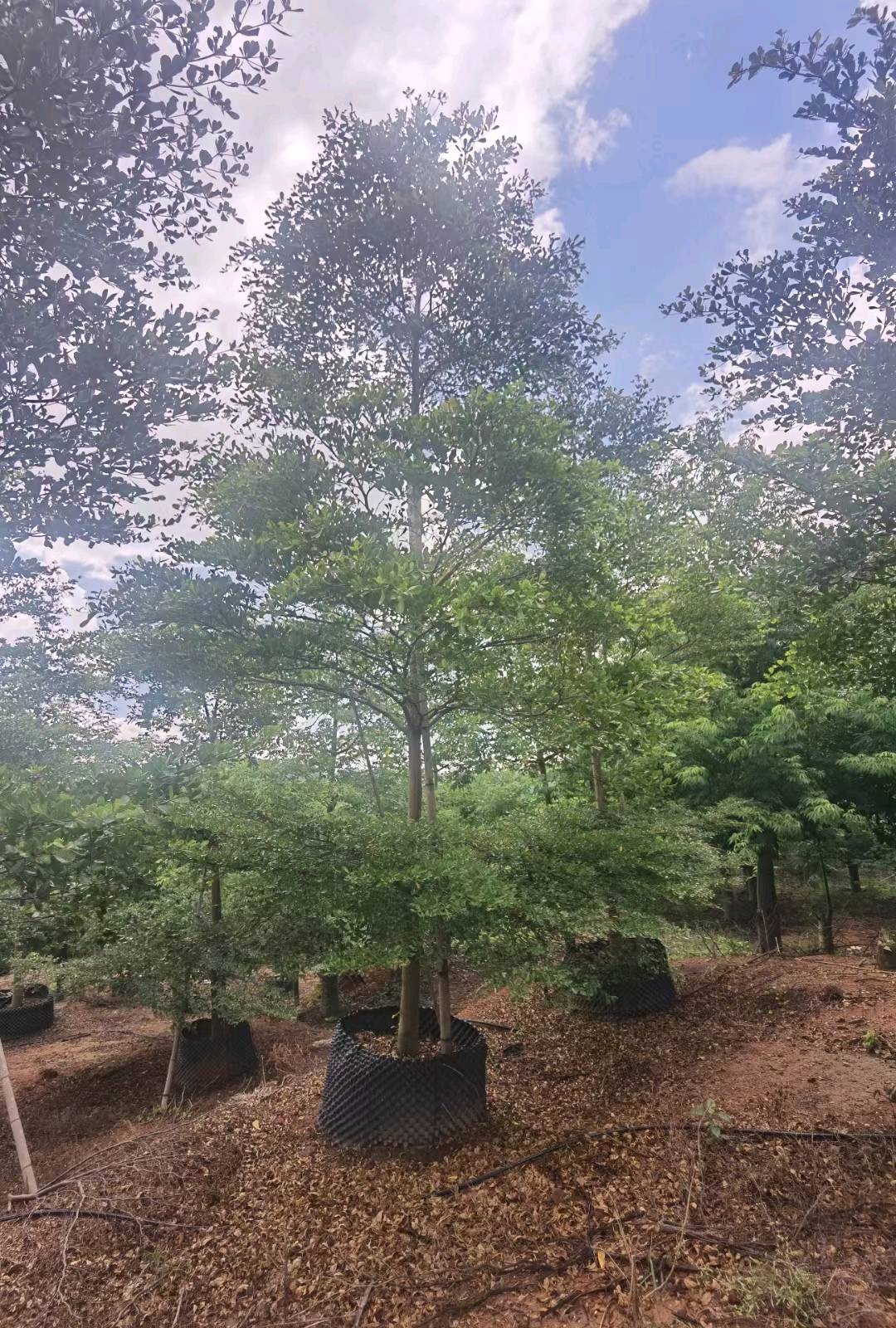 黄金榕球