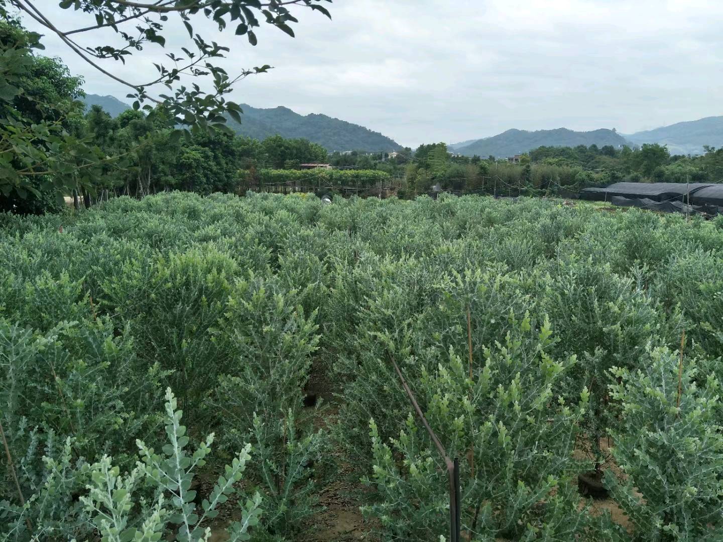 银合欢