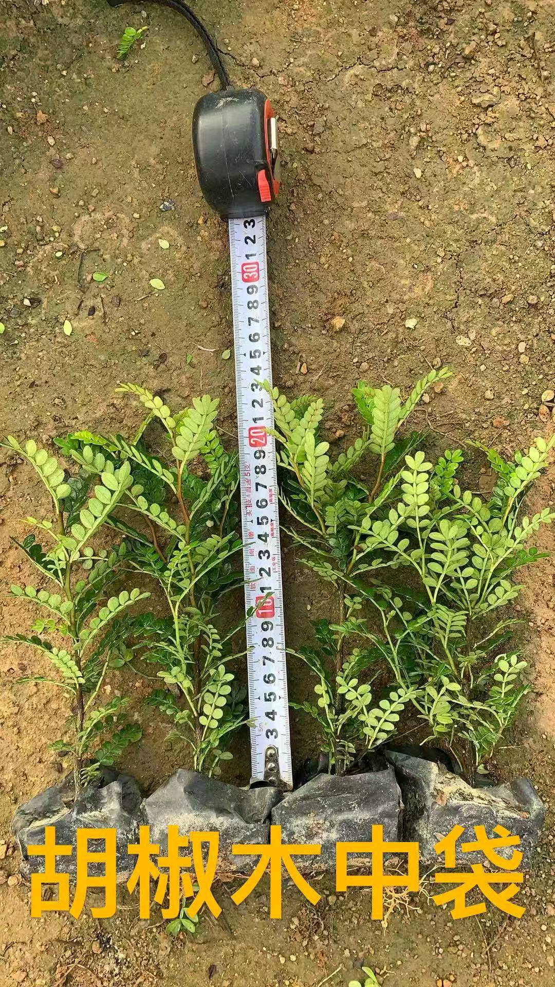 胡椒木