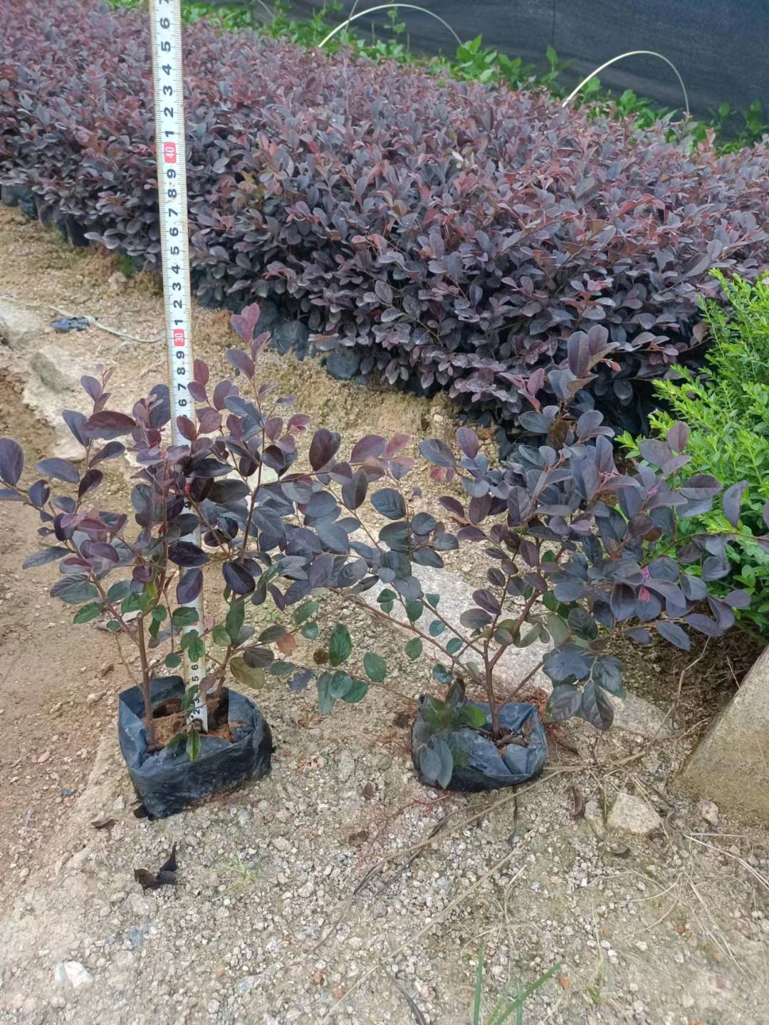 红花继木