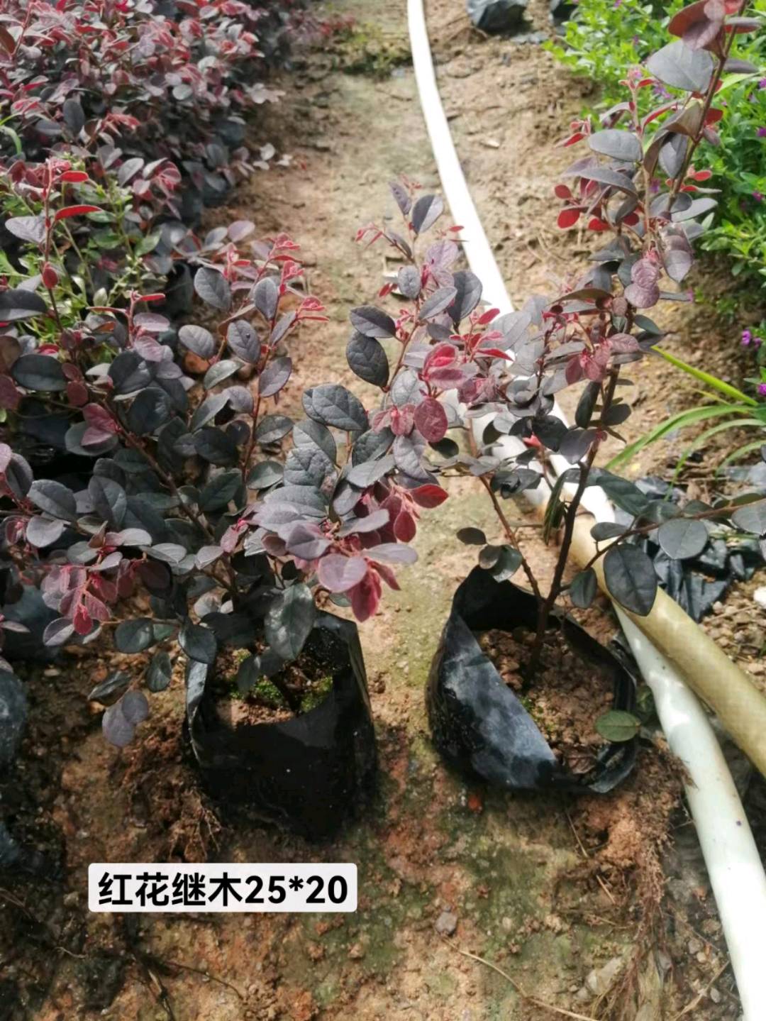 红花继木