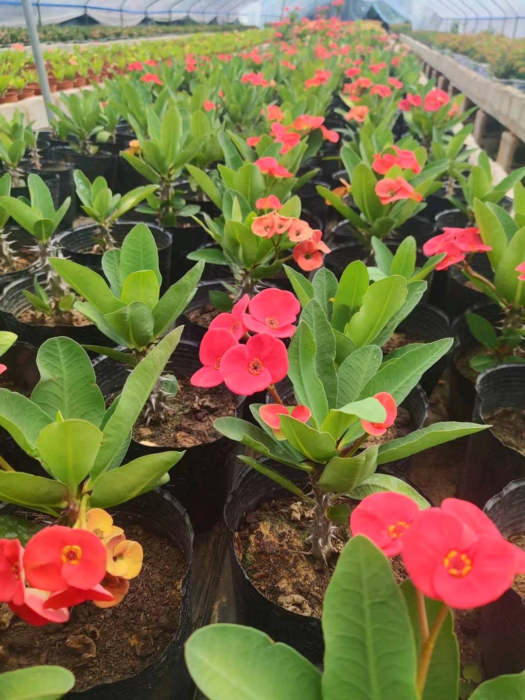 虎刺梅