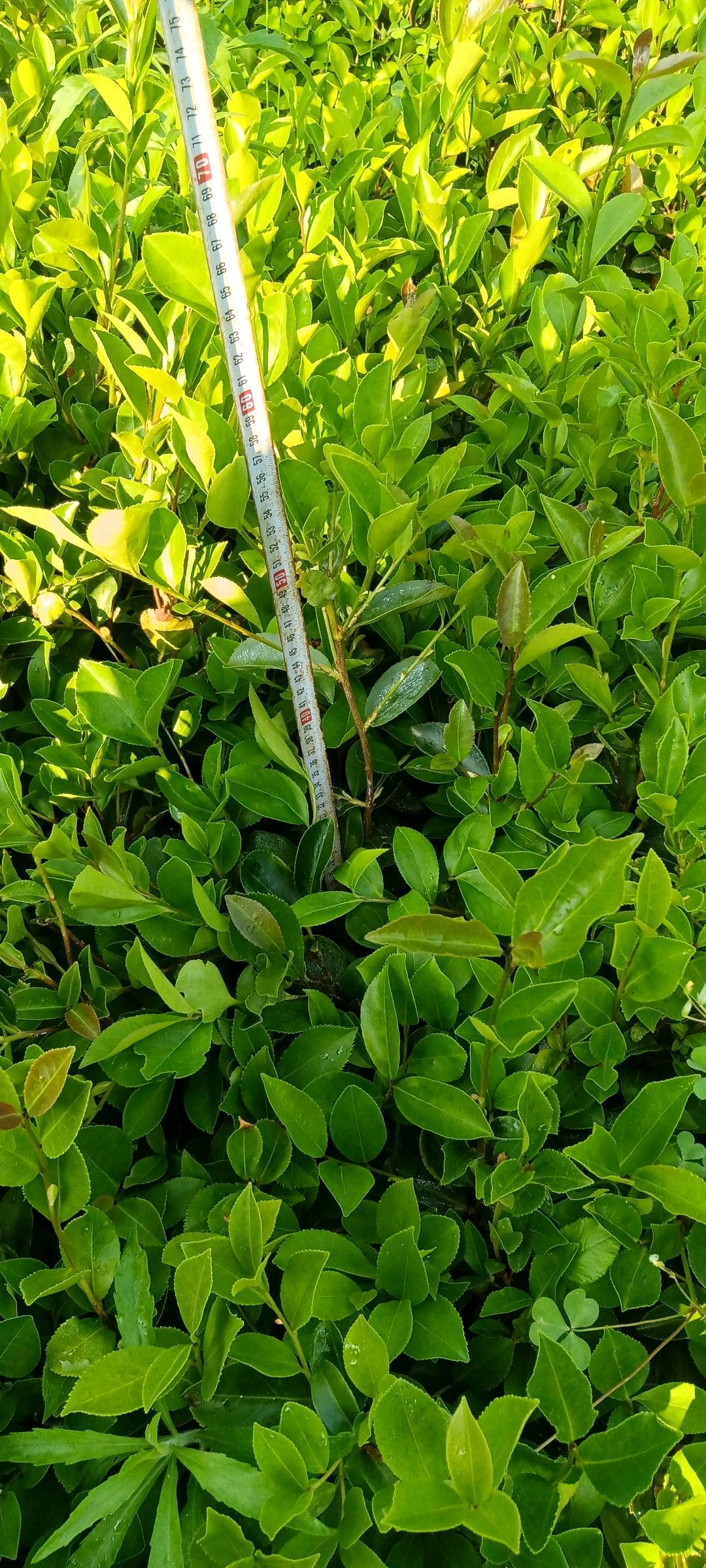油茶树苗