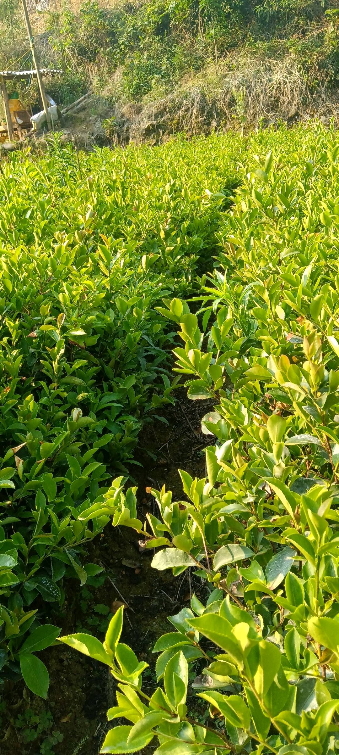 油茶树苗