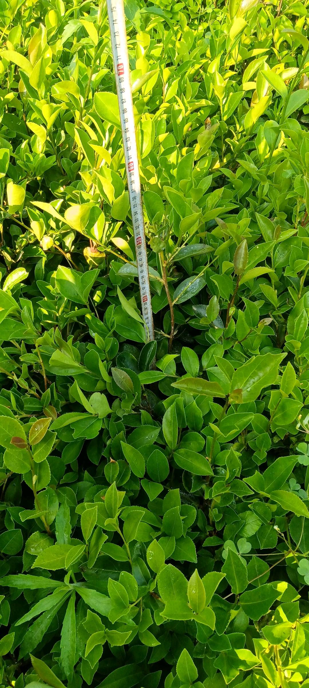 油茶树苗