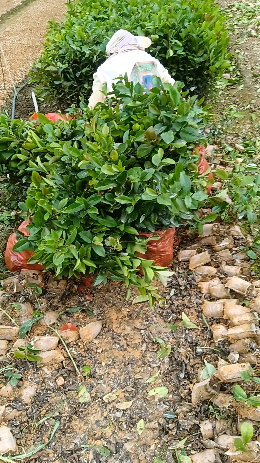 油茶树苗