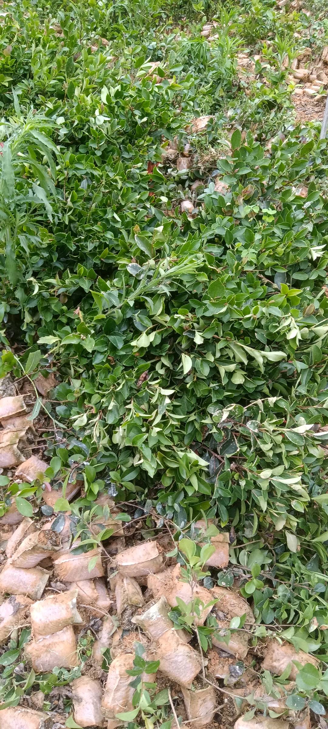 油茶树苗