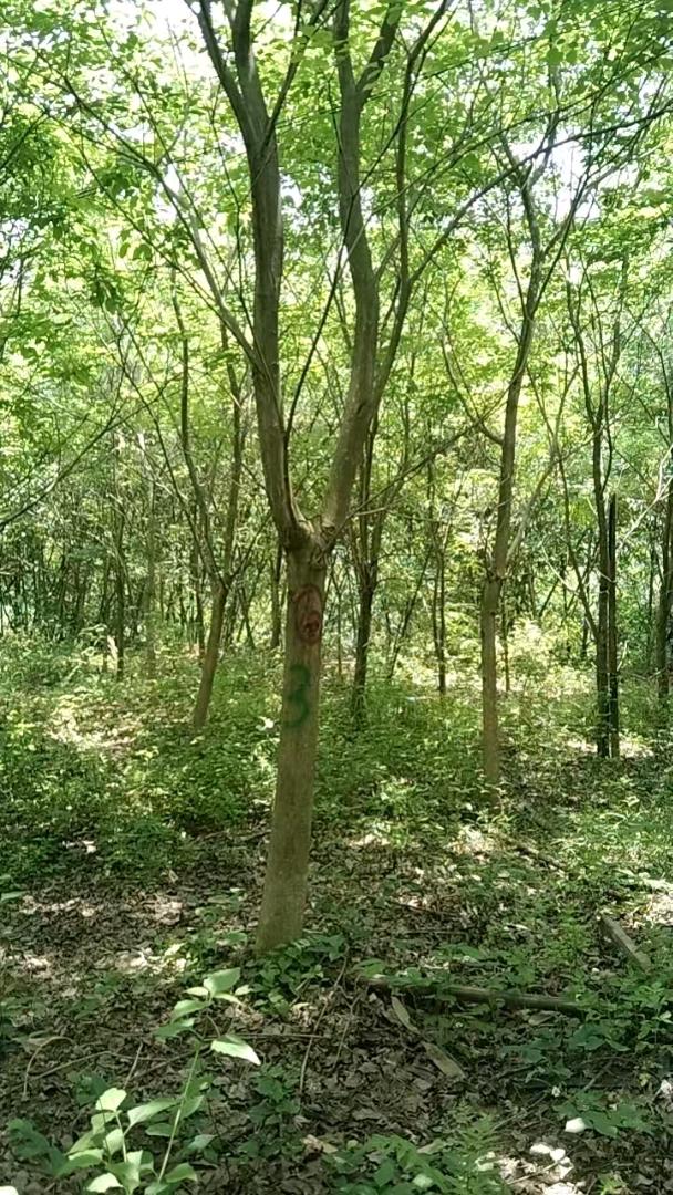 紫花风铃木