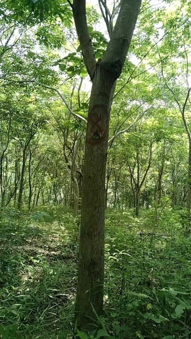 紫花风铃木