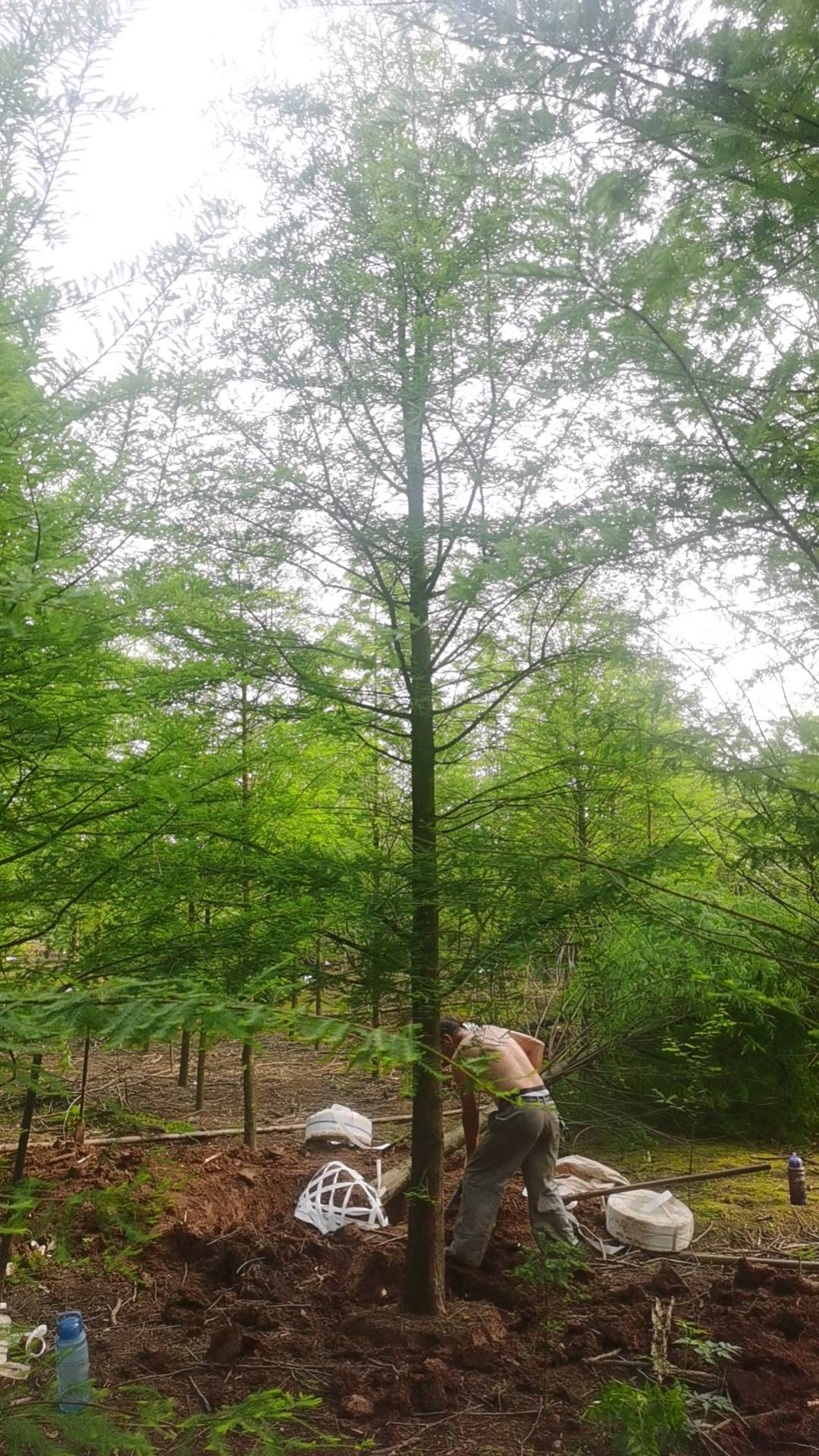 水杉