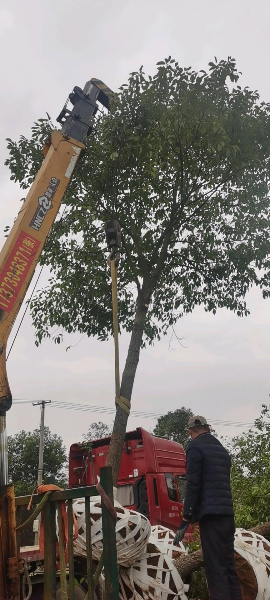 香樟