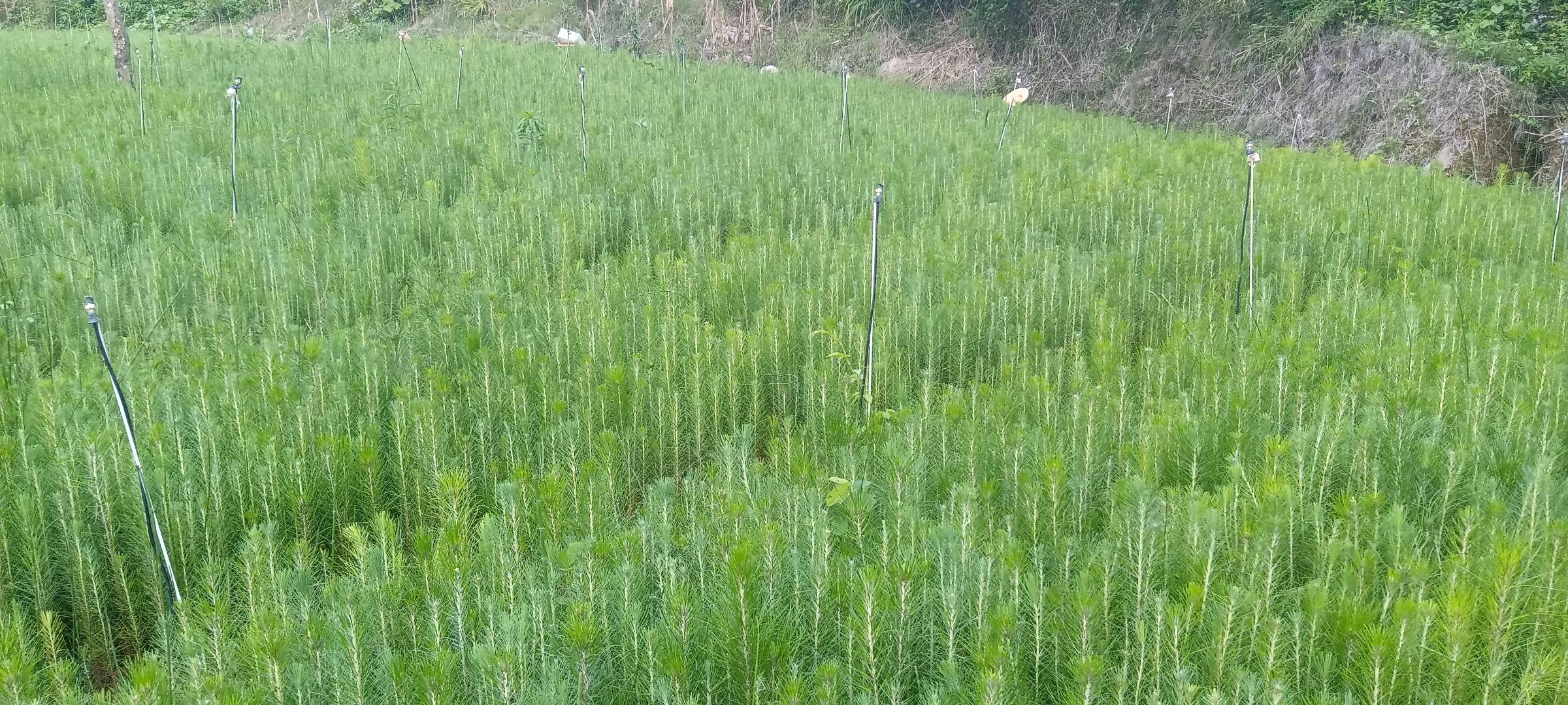 湿地松苗