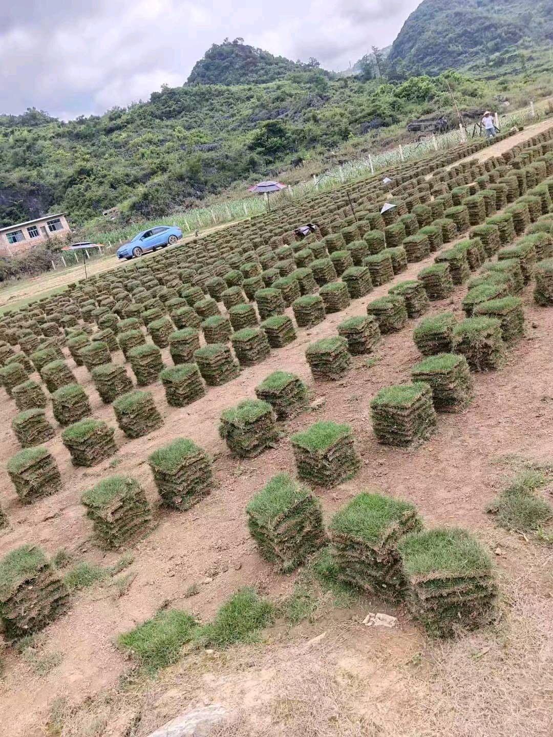 大叶女贞