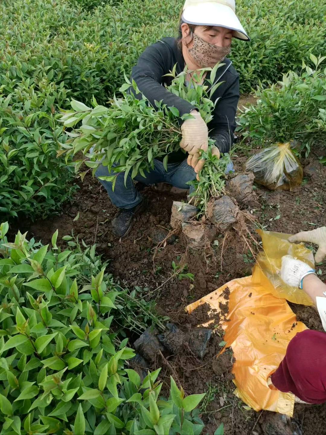 大叶女贞