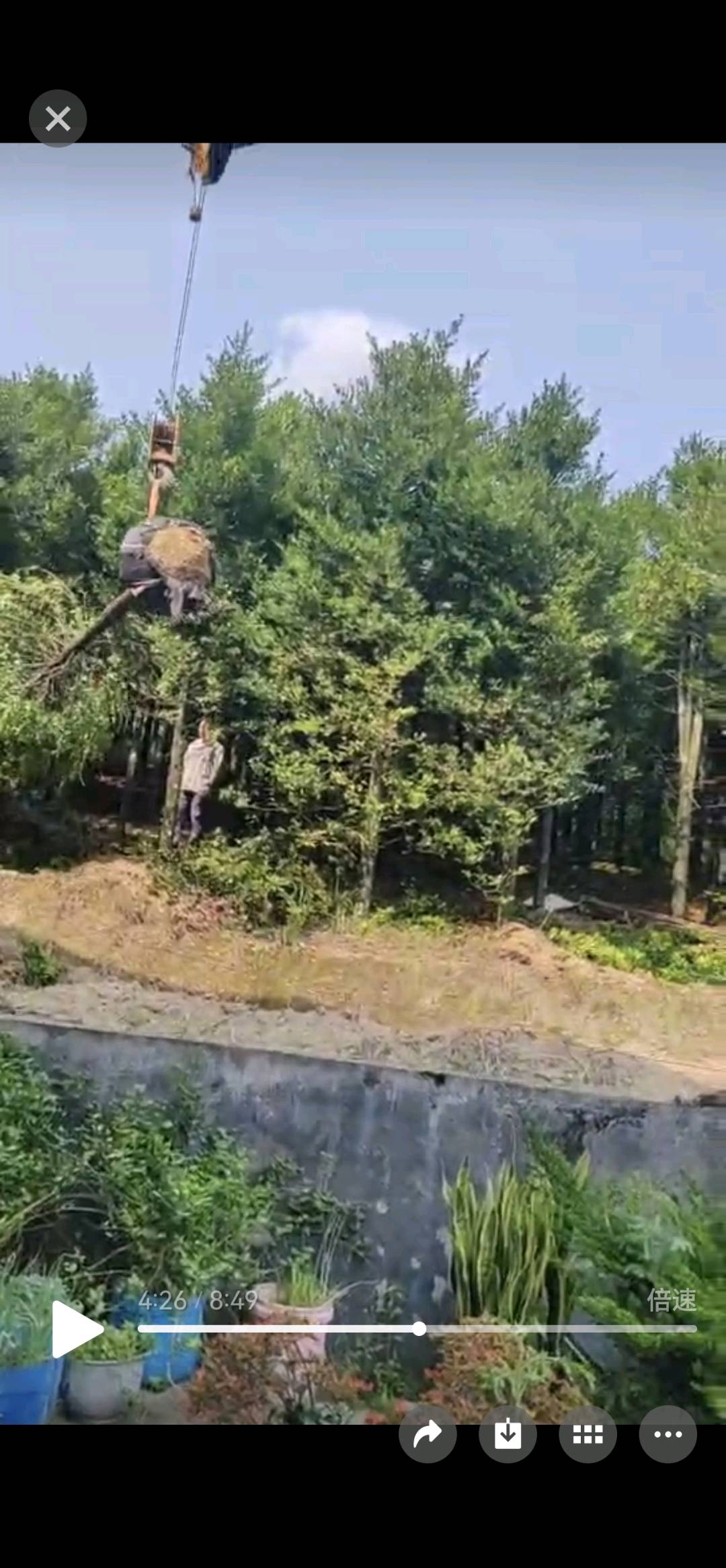 竹柏树