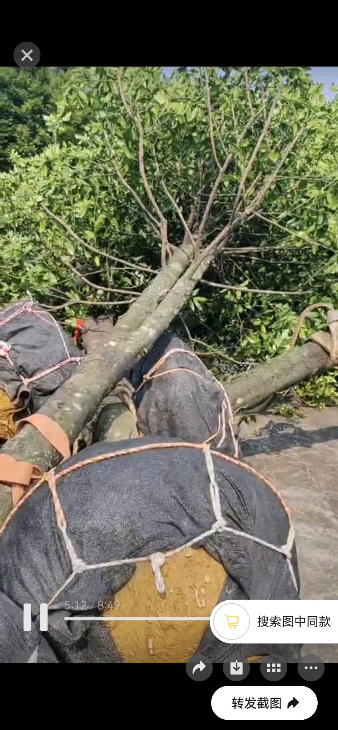竹柏树