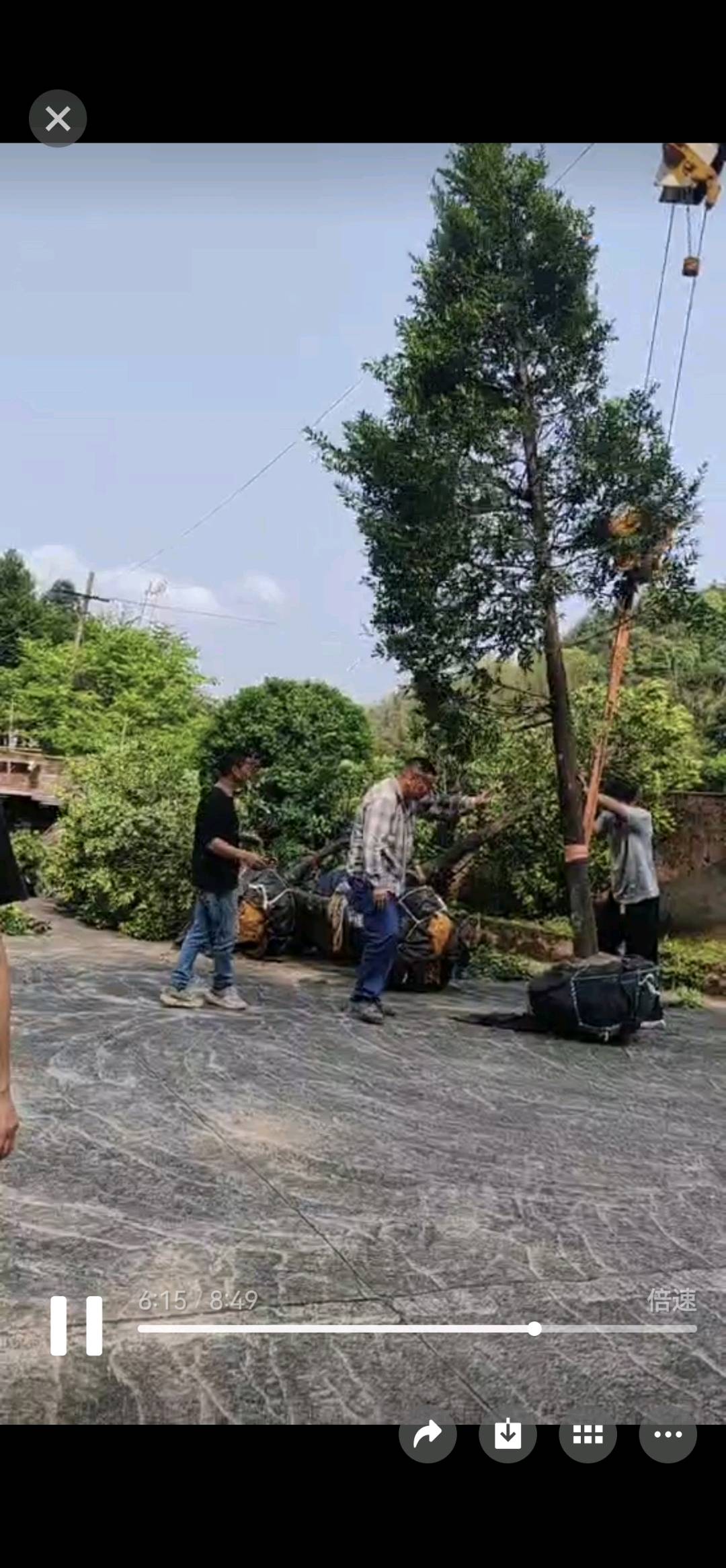 竹柏树