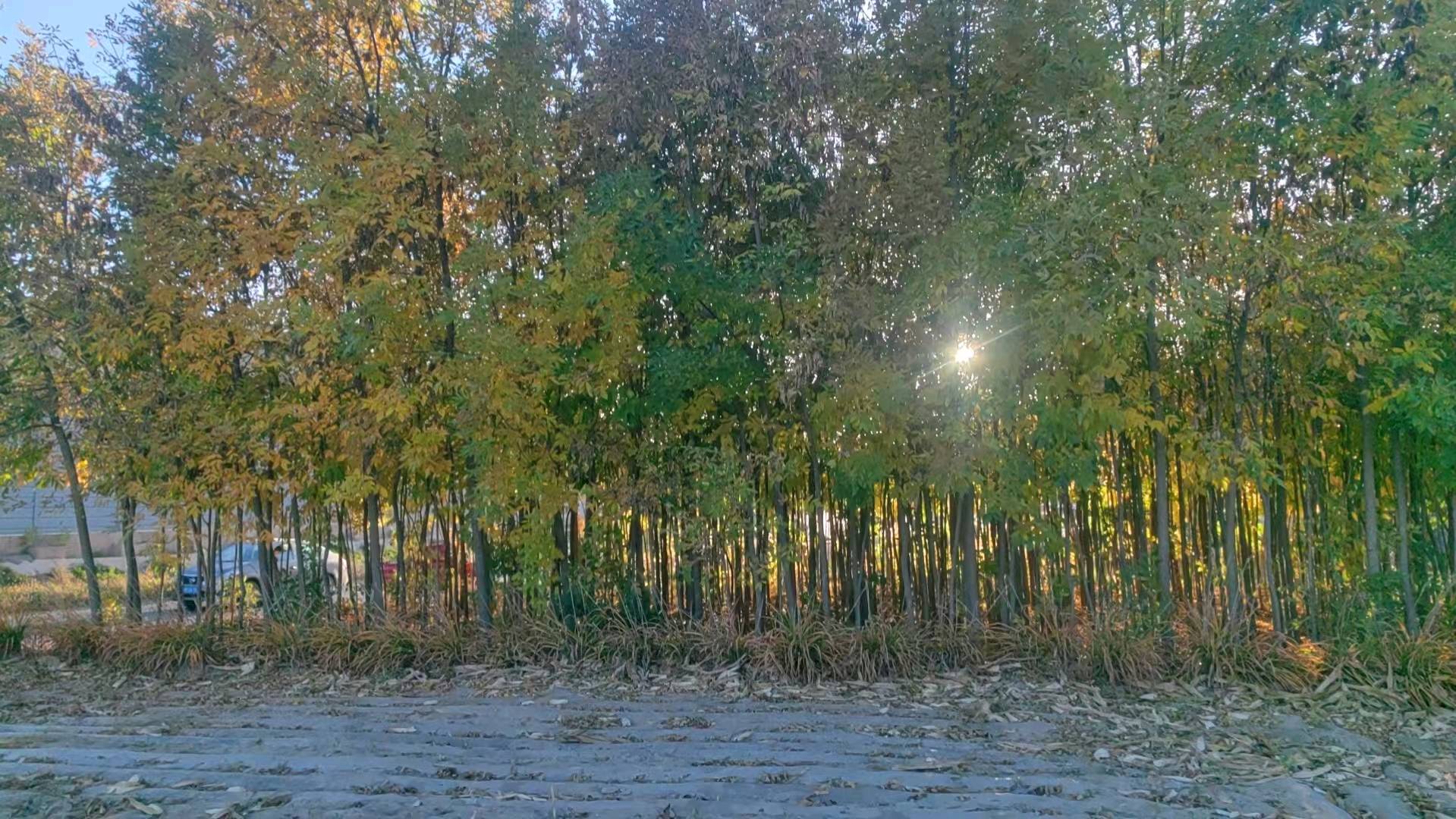 白蜡